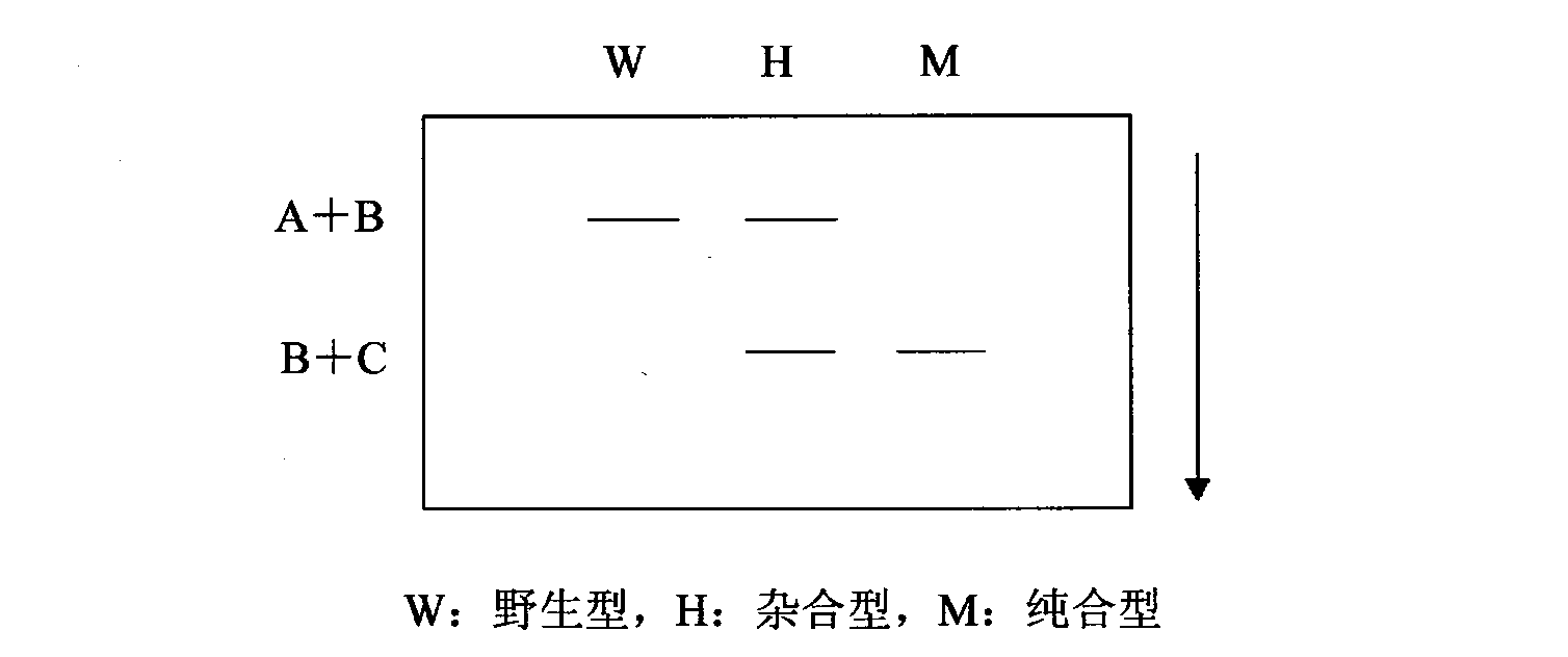 Gene OsPTR9 capable of improving nitrogen absorption efficiency and yield of rice and application thereof