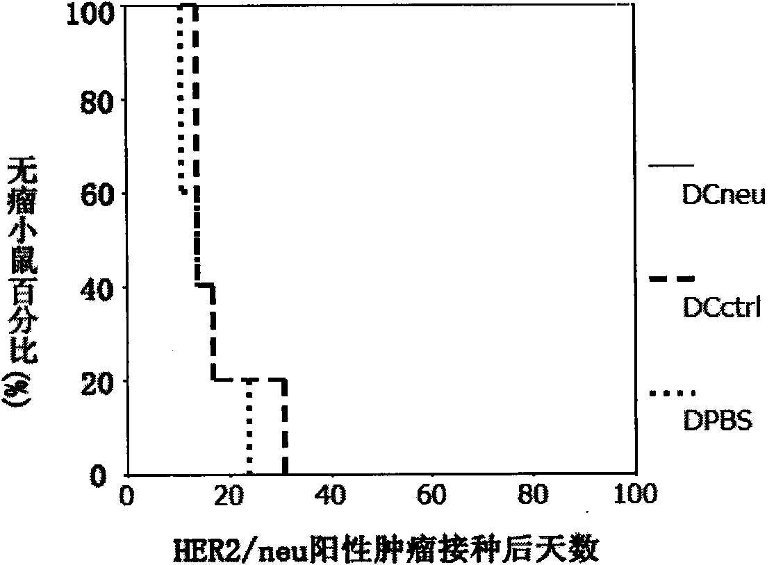 Novel HER2/neu gene-modified dendritic cell vaccine