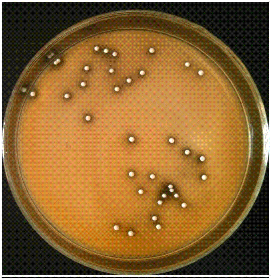 Lactobacillus pentosus with effects of lowering cholesterol and lowering triglyceride and application