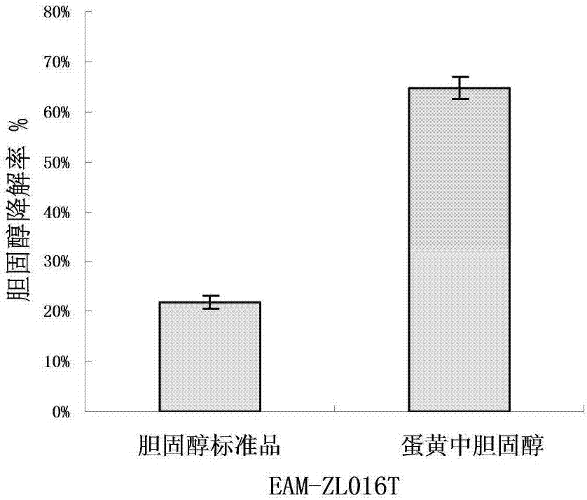 Lactobacillus pentosus with effects of lowering cholesterol and lowering triglyceride and application