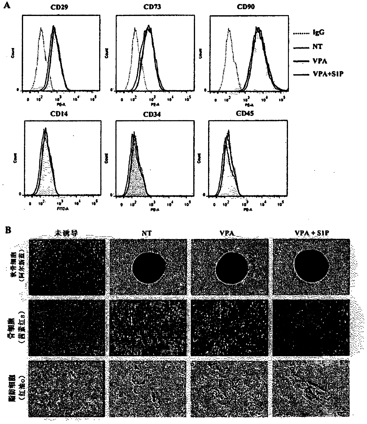 Composition for promoting stem cell activity, comprising histone deacetylase inhibitor and priming factor as active ingredients