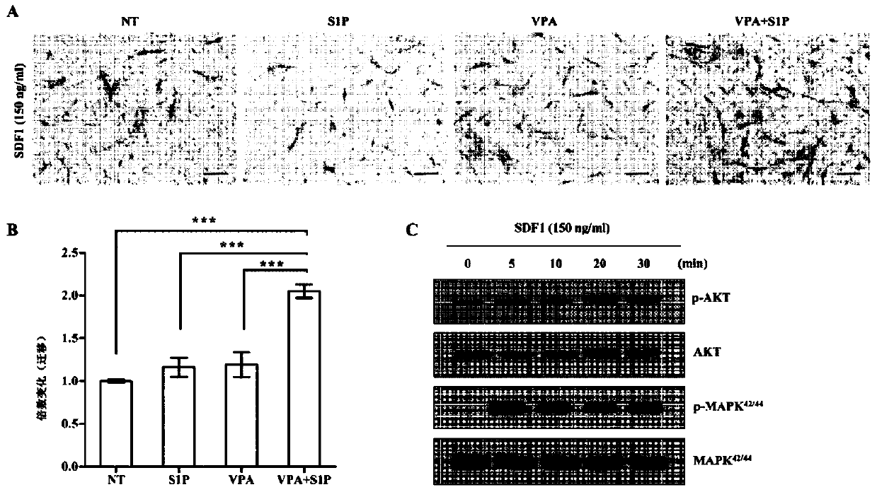 Composition for promoting stem cell activity, comprising histone deacetylase inhibitor and priming factor as active ingredients