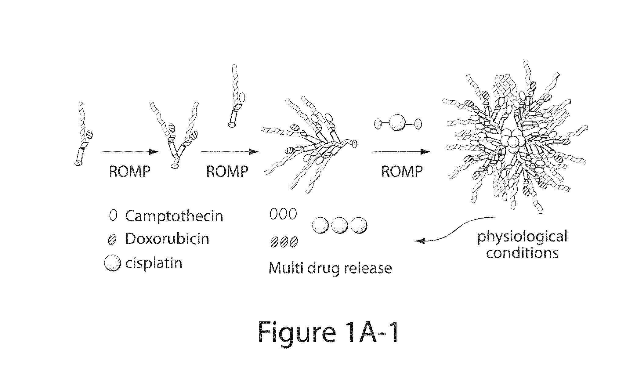 Drug delivery polymer and uses thereof