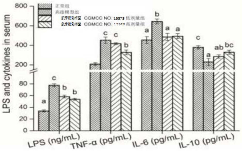 Application of Lactobacillus rhamnosus in the preparation of a composition with the effect of inhibiting fatty liver disease