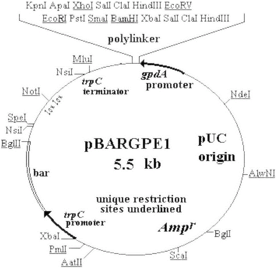 Aureobasidium pullulans genome scale metabolism network model and application thereof