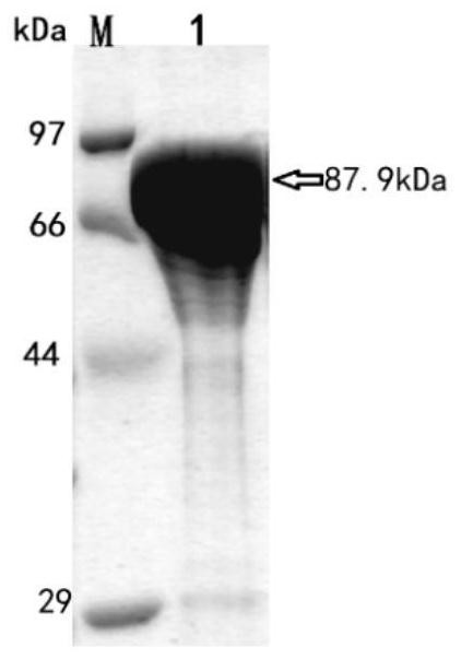 A novel high-efficiency β-glucosidase csbgl and its coding gene and application