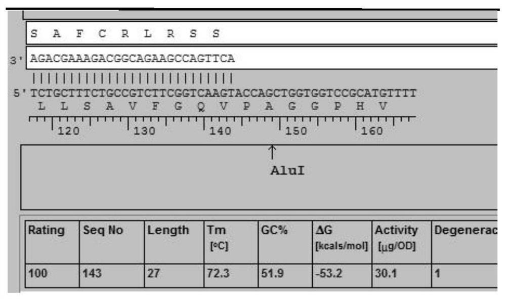 EBER probe for detecting EBV infected tissue and detection kit