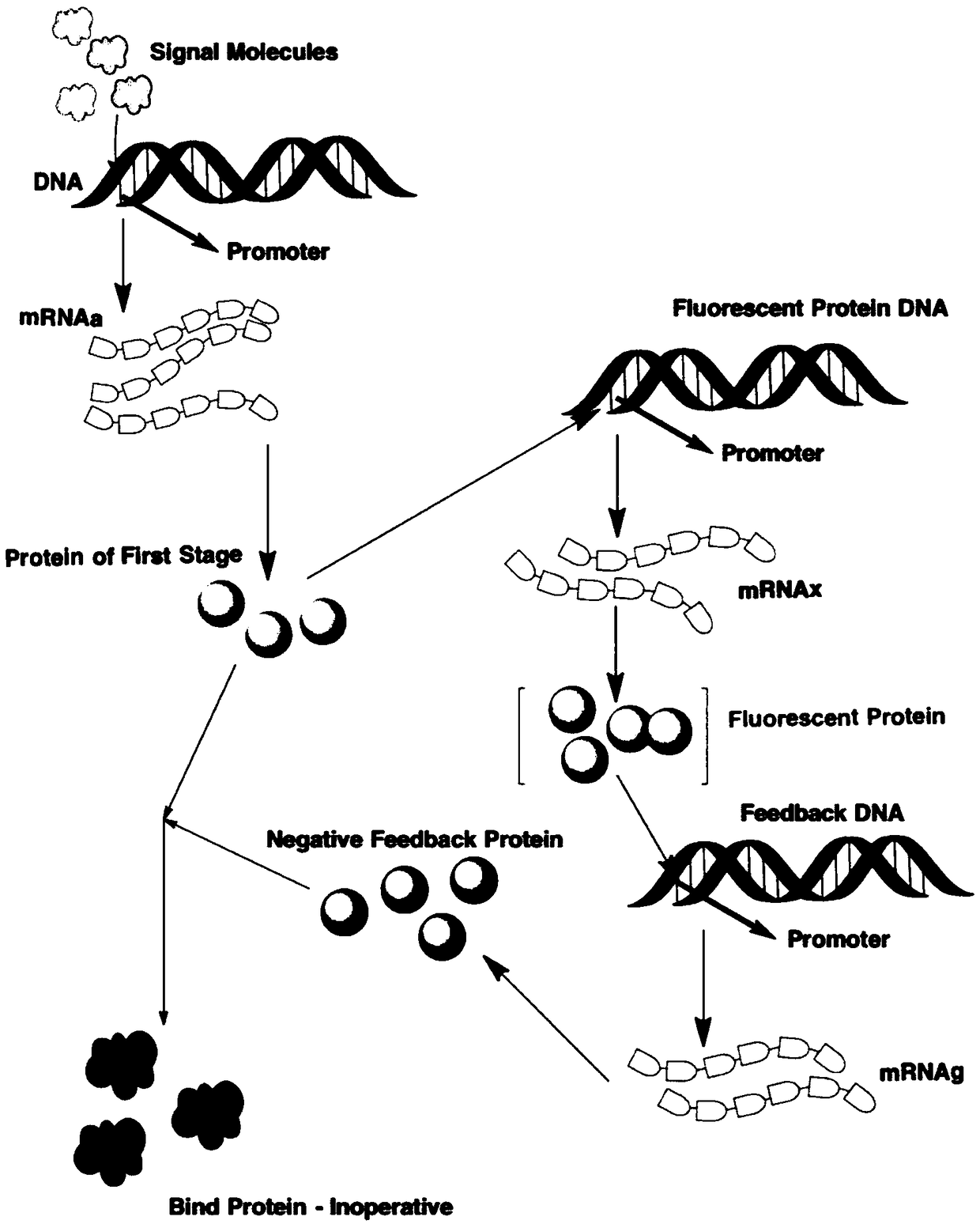 A gene circuit model for early warning of stroke