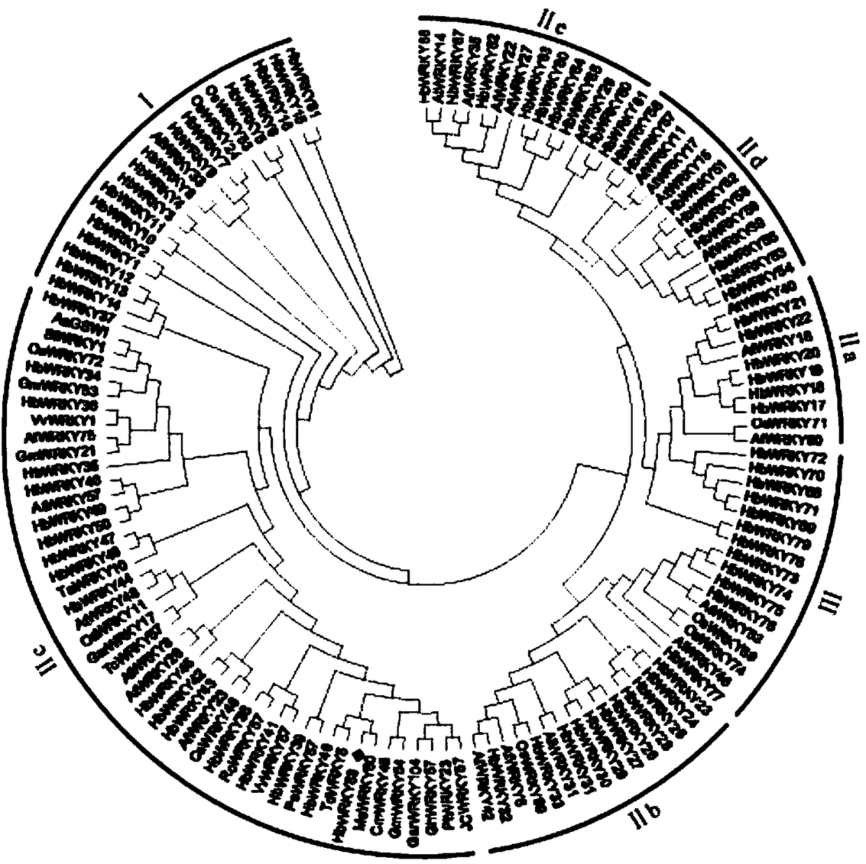 Rubber tree HbWRKY83 gene and application thereof