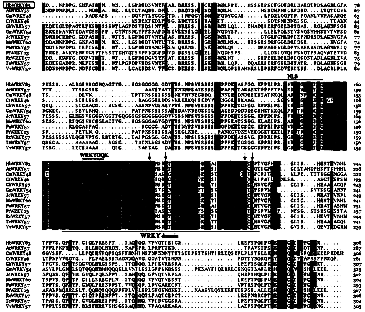 Rubber tree HbWRKY83 gene and application thereof