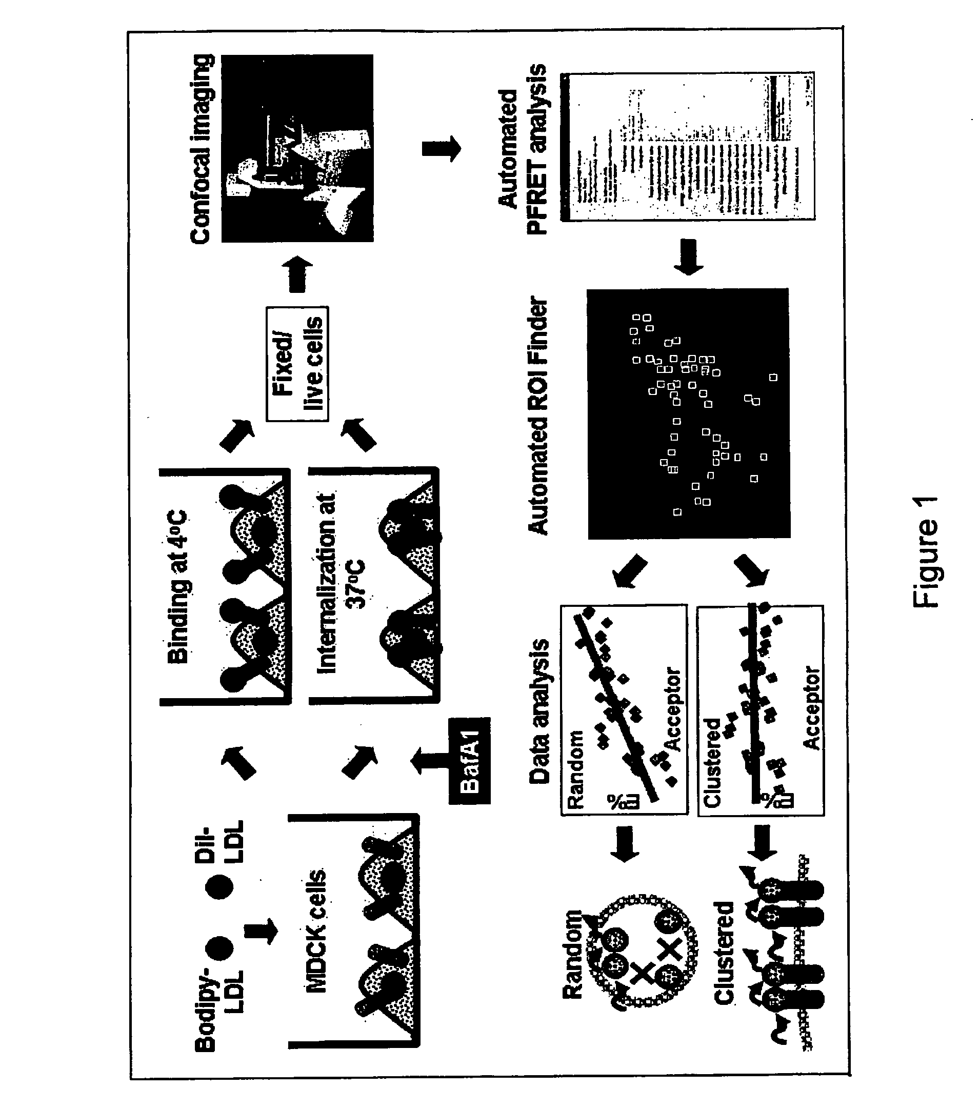 Fret-based assay for screening modulators of receptor cycling