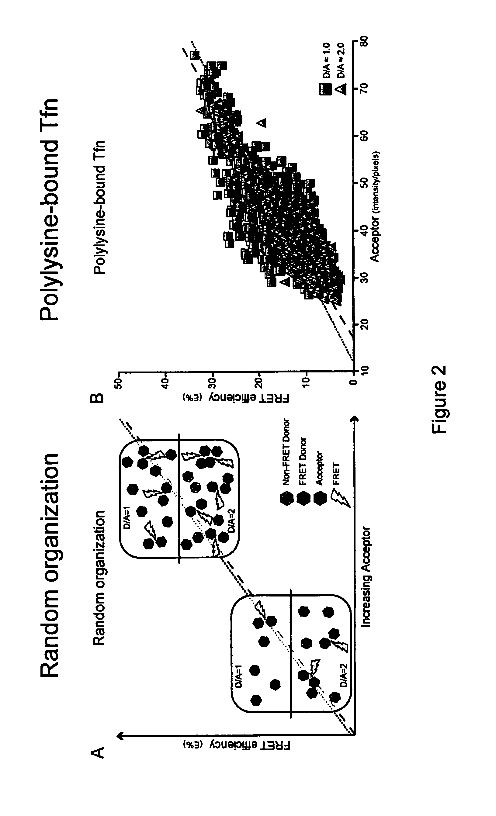 Fret-based assay for screening modulators of receptor cycling