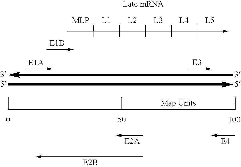 Viral vector