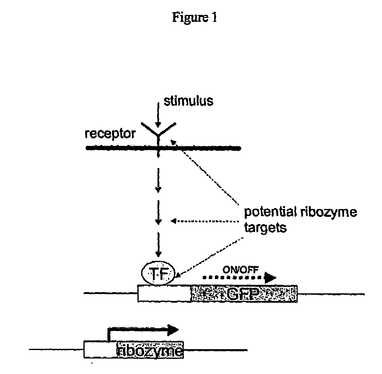 Viral vector