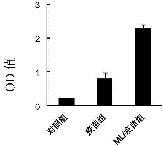 Medicine for treating chronic hepatitis B virus infection