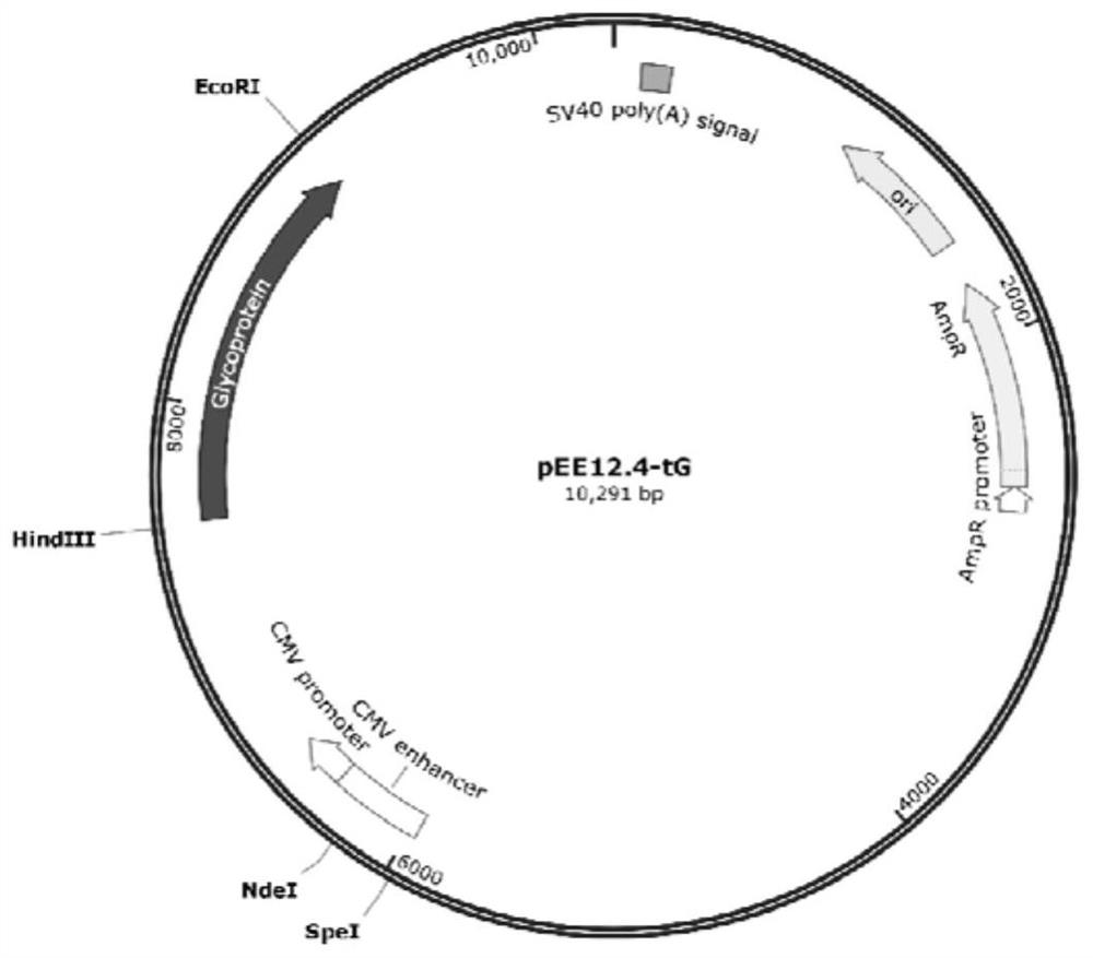 Subunit fusion protein tG on surface of rabies virus, and preparation method and application of subunit fusion protein tG