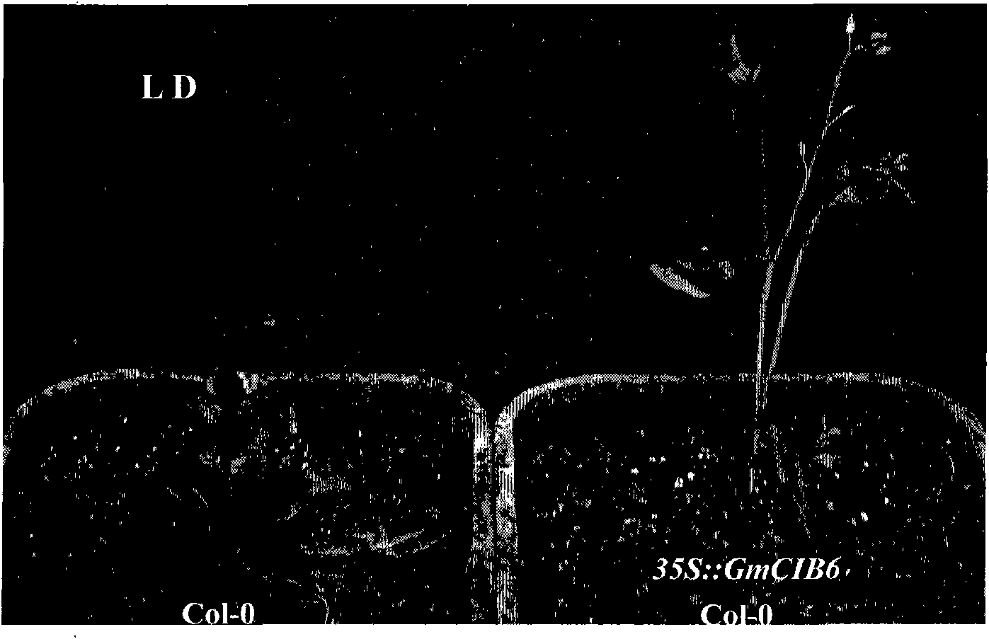 Soybean flowering regulatory gene GmCIB6, encoding protein and application thereof