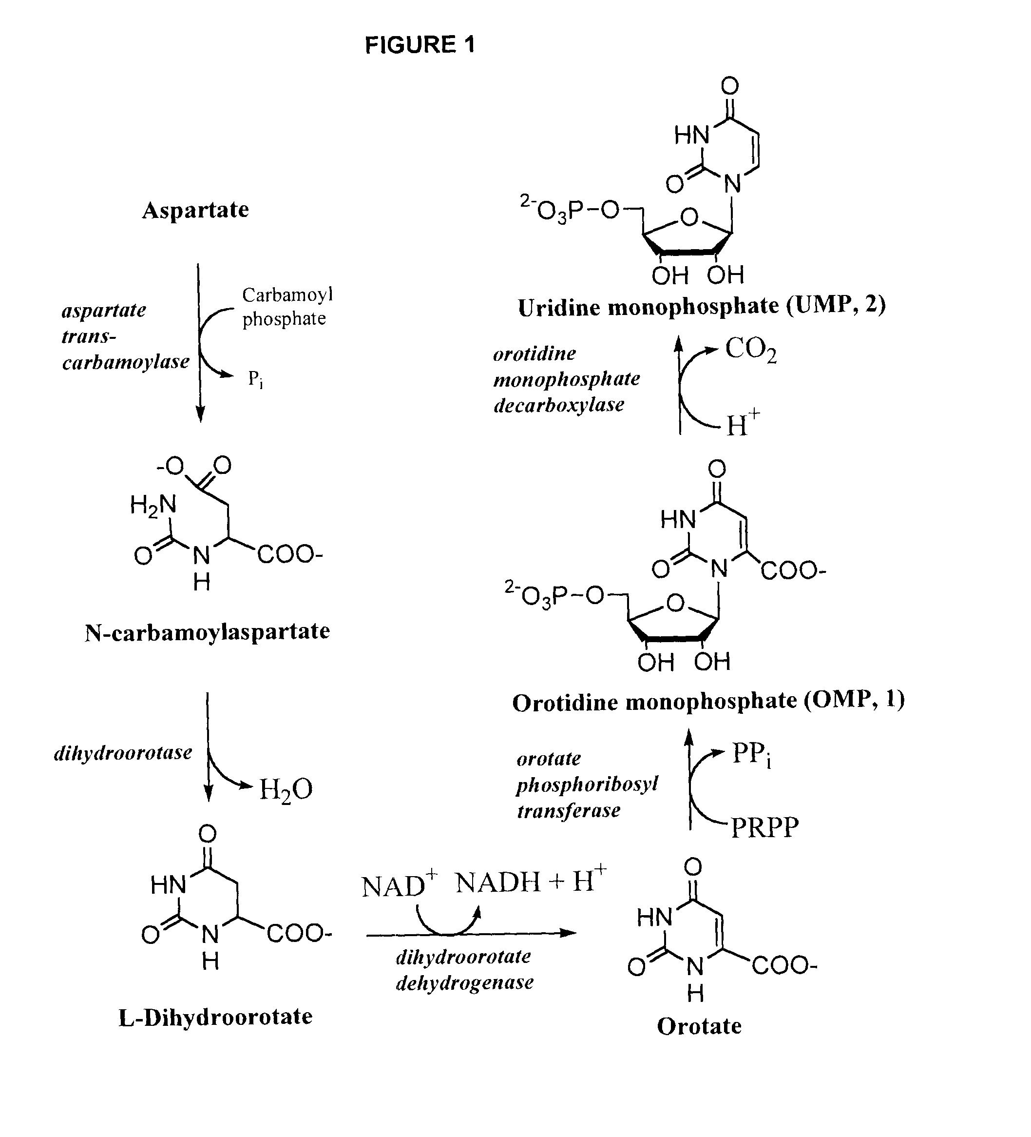 Odcase inhibitors as Anti-virals and antibiotics