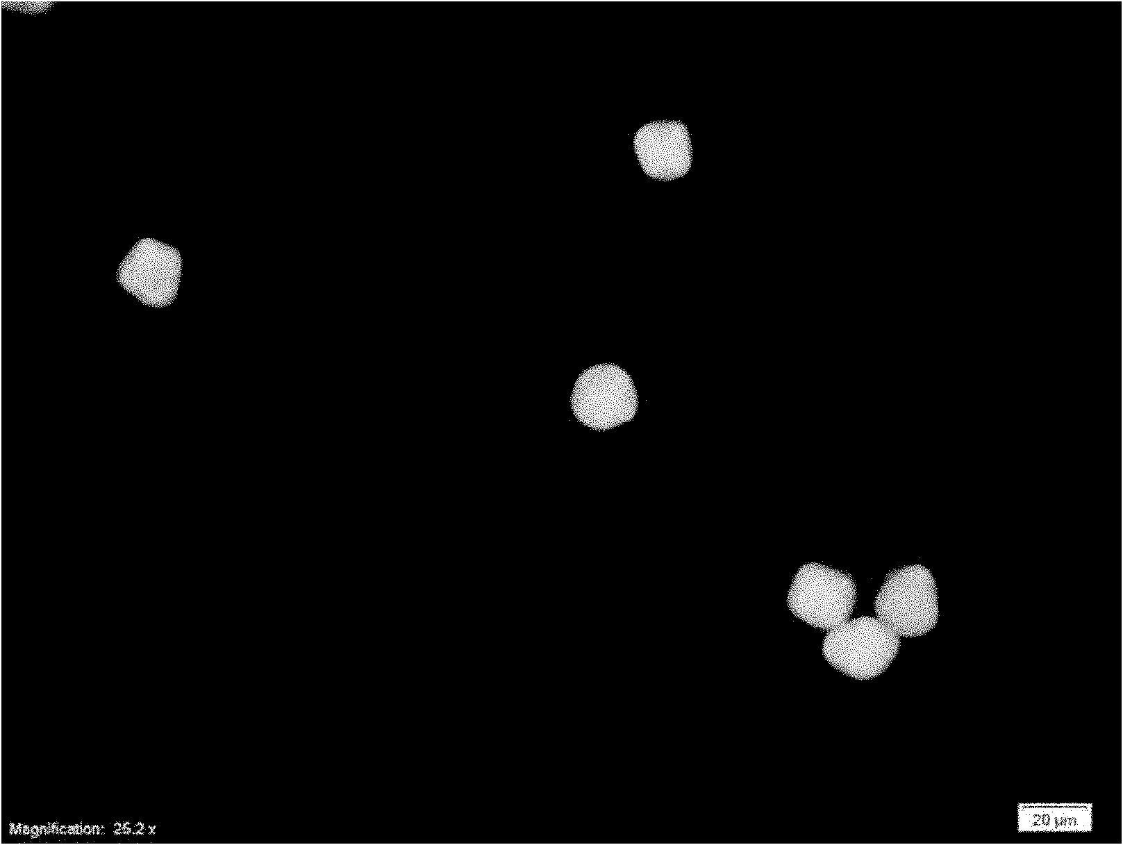 Monoclonal antibody, immune fluorescence method and kit for detecting puccinia striiformis f.sp.tritici, puccinia triticina f.sp.tritici and puccicinia graminis f.sp.tritici