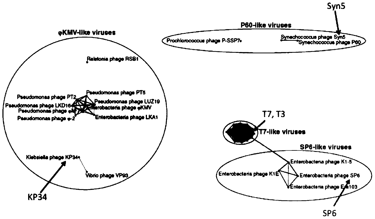 Single subunit RNA polymerase, its purification method and its application in RNA synthesis