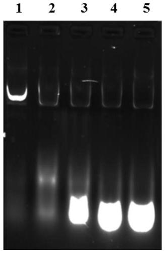 Single subunit RNA polymerase, its purification method and its application in RNA synthesis