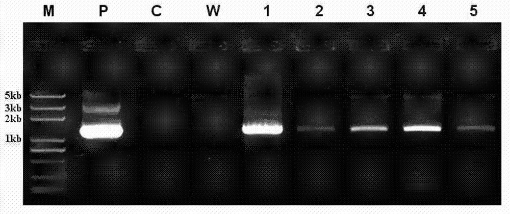 Protein IbGGPS, encoding gene and application thereof to plant carotenoid content control