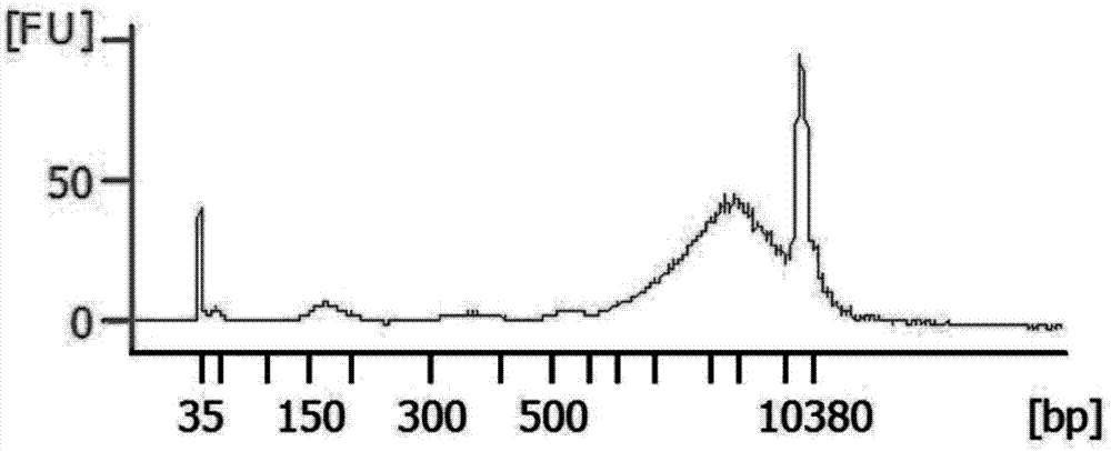 Method for extracting cfDNA (cell-free deoxyribonucleic acid) from hydrothorax, kit and constructed cfDNA library