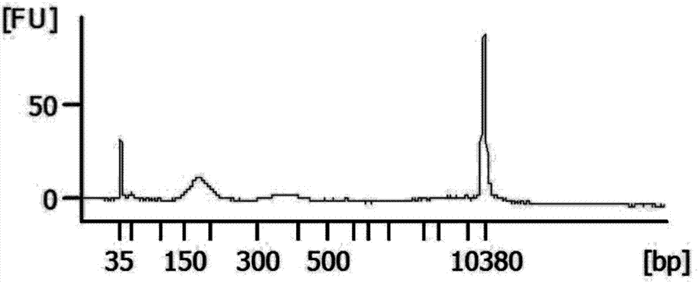 Method for extracting cfDNA (cell-free deoxyribonucleic acid) from hydrothorax, kit and constructed cfDNA library