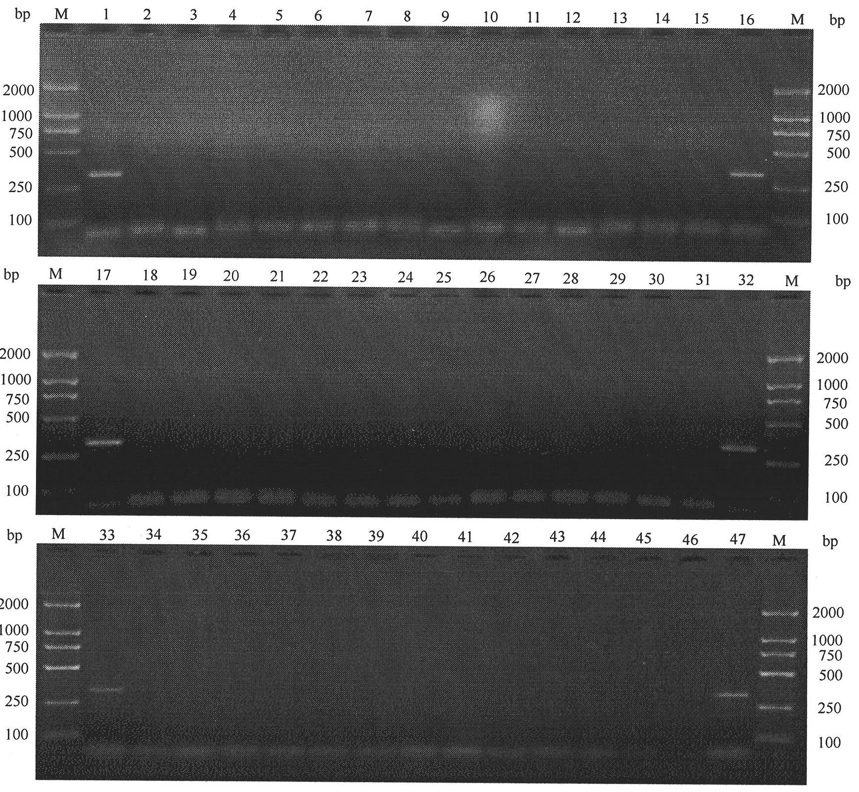 SCAR primer, detection method and kit for Frankliniella occidentalis specificity