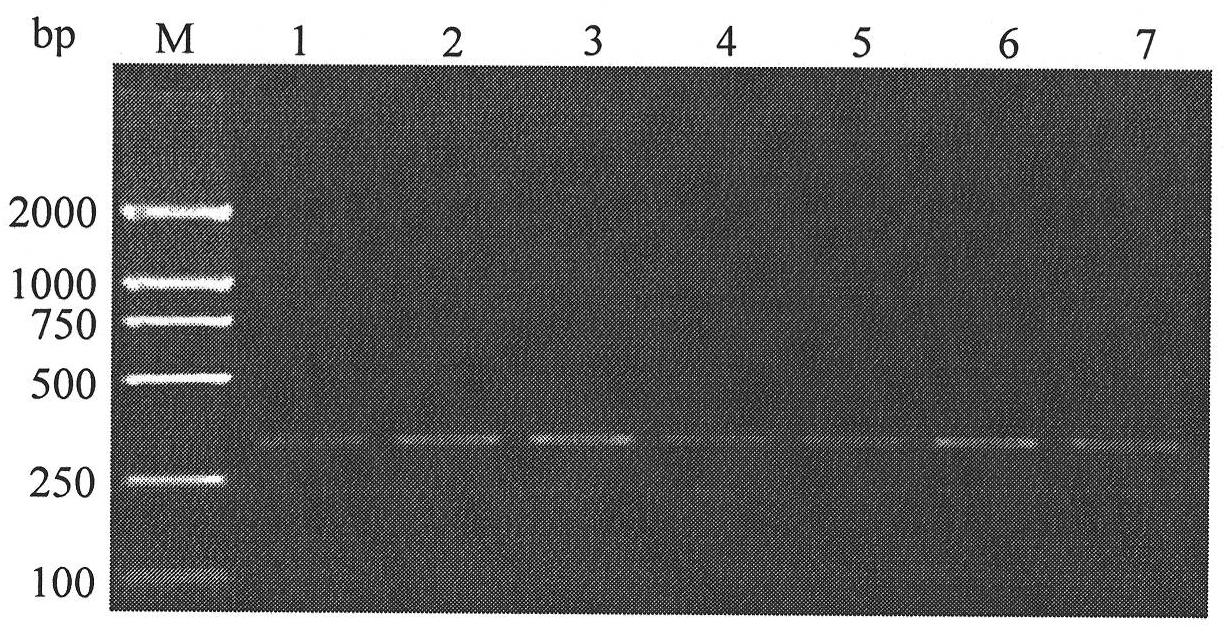 SCAR primer, detection method and kit for Frankliniella occidentalis specificity