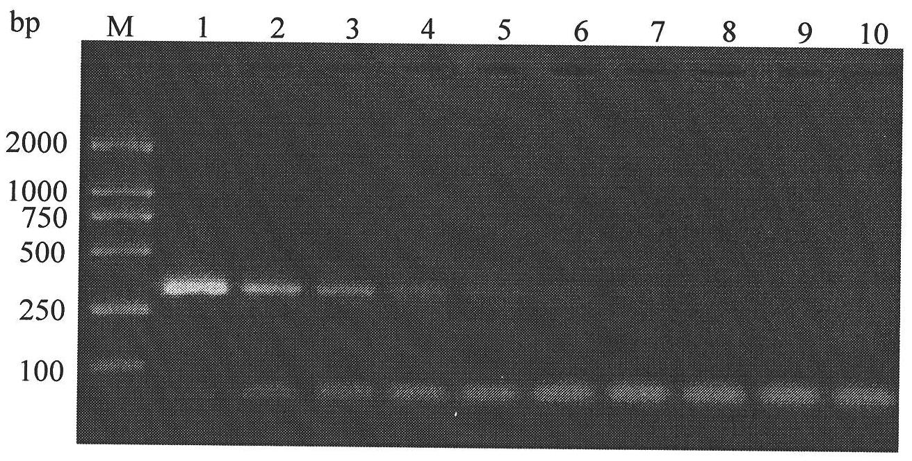 SCAR primer, detection method and kit for Frankliniella occidentalis specificity