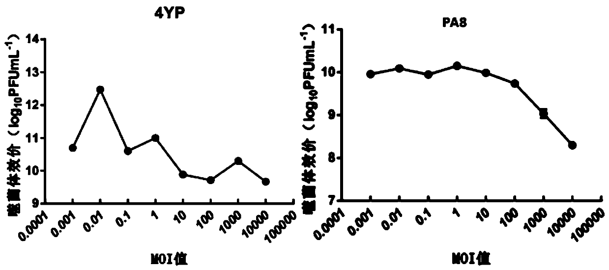 Novel phage composition of Clostridium perfringens and application of phage composition