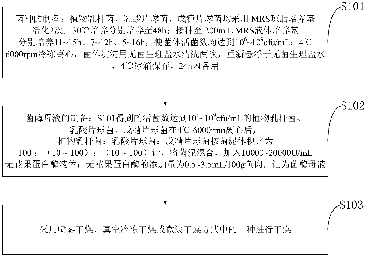 Bacterium-enzyme synergistic solid state fermentation agent based on combination of composite strains with ficin