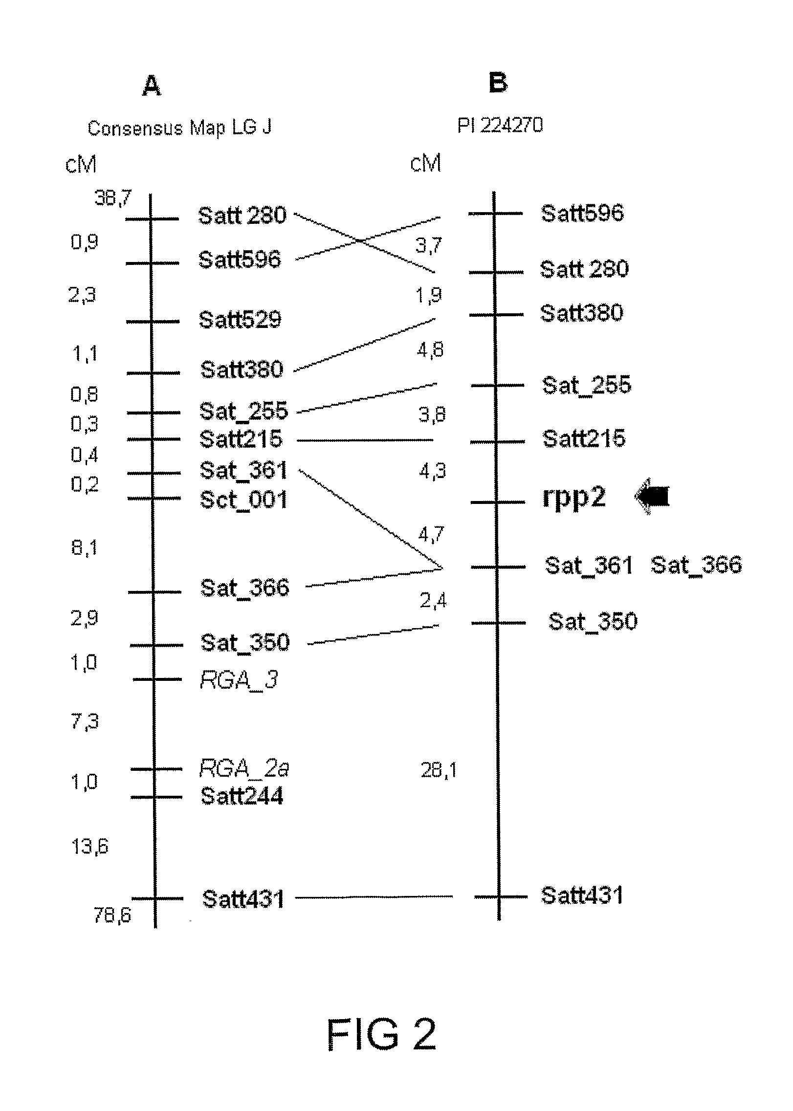 Genotypes, alleles and molecular markers associated with asian soybean rust, as well as methods, processes and uses thereof