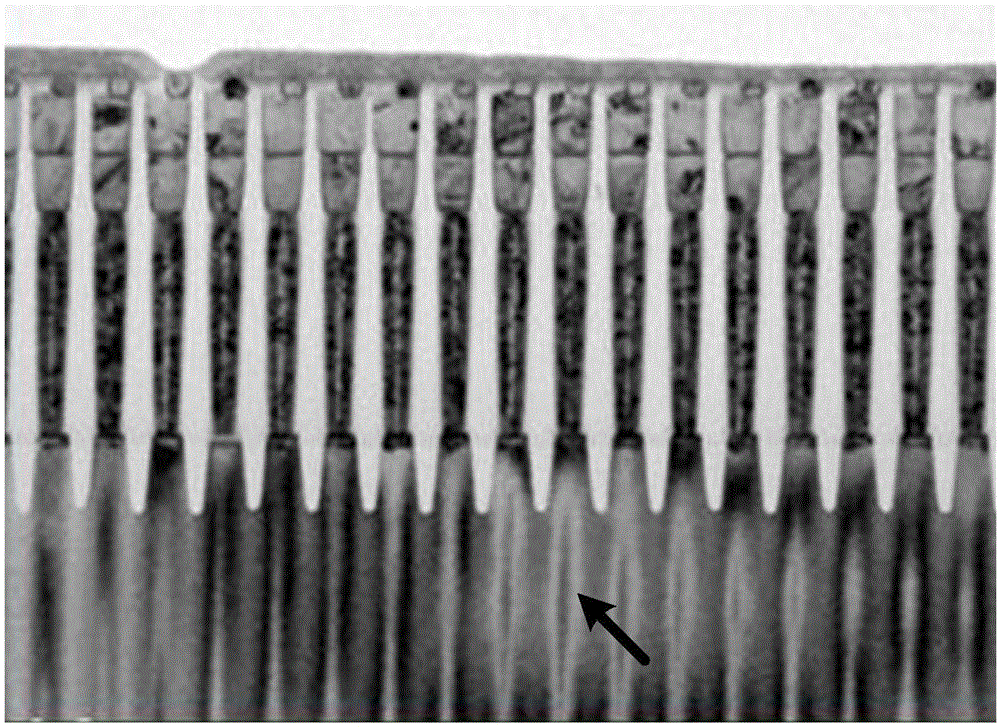 Preparation method of TEM (Transmission Electron Microscope) sample