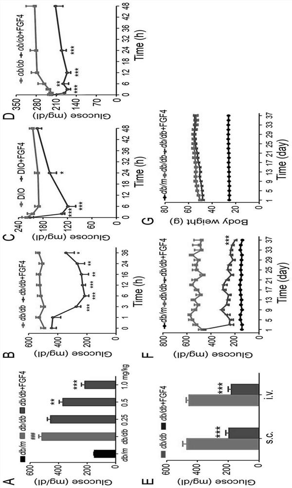 FGF4 and application thereof