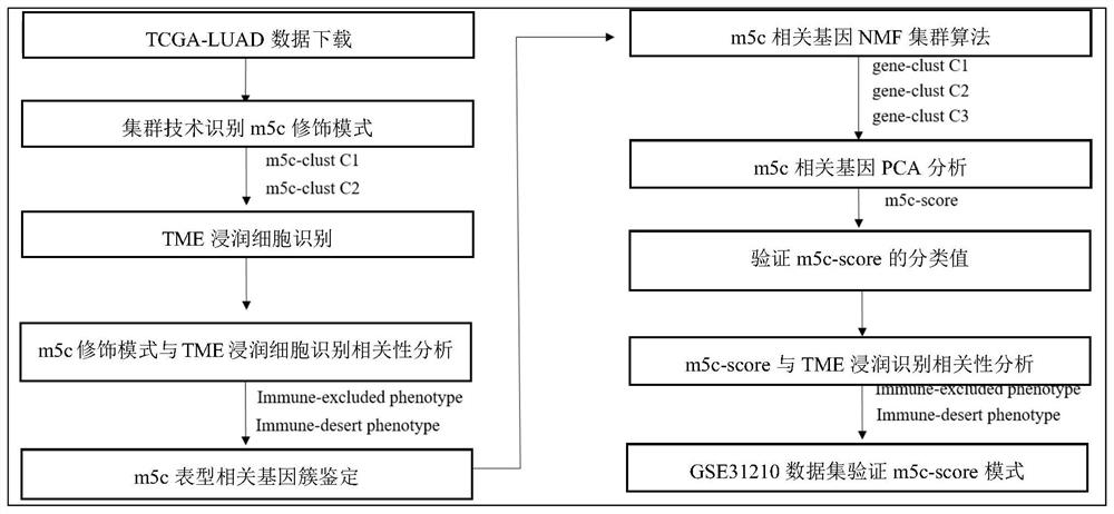 Application of m5c modification regulating genome in preparation of tumor prognosis assessment reagent or kit