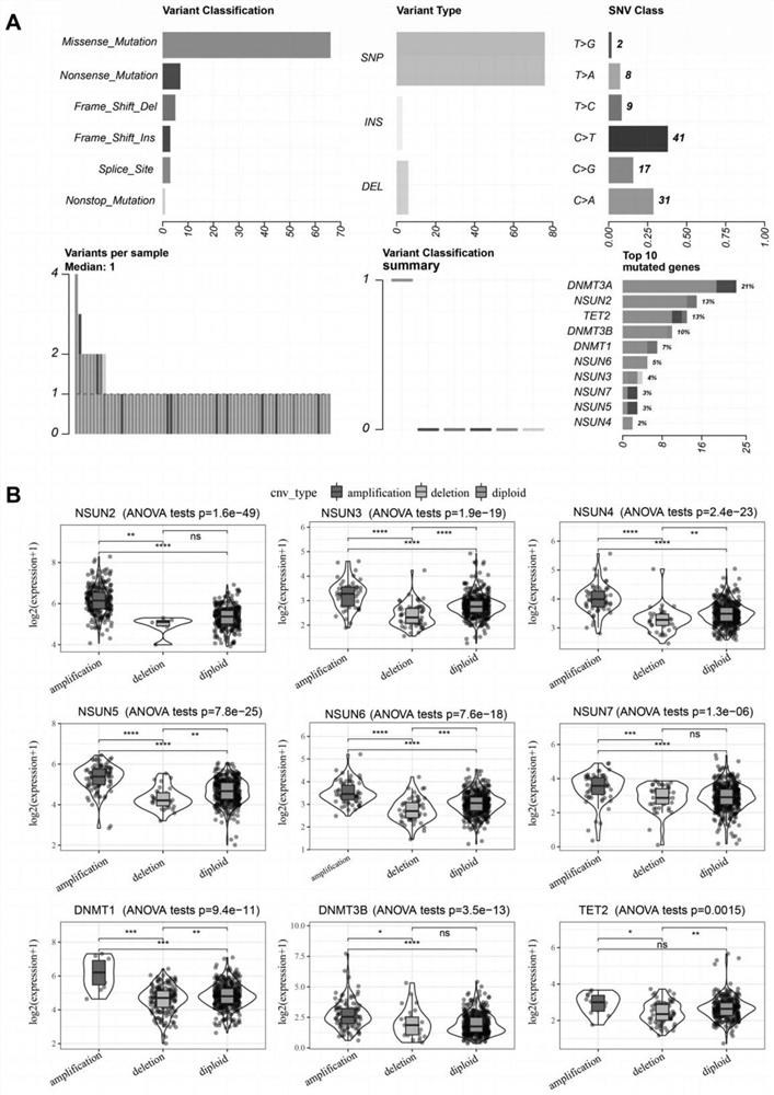 Application of m5c modification regulating genome in preparation of tumor prognosis assessment reagent or kit