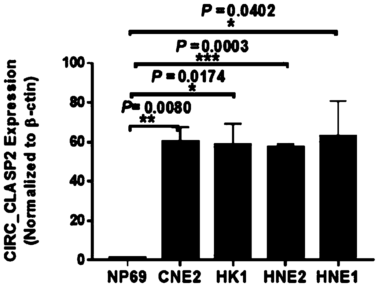 Application and preparation of reagents inhibiting circ_clasp2 in the preparation of nasopharyngeal carcinoma treatment preparations