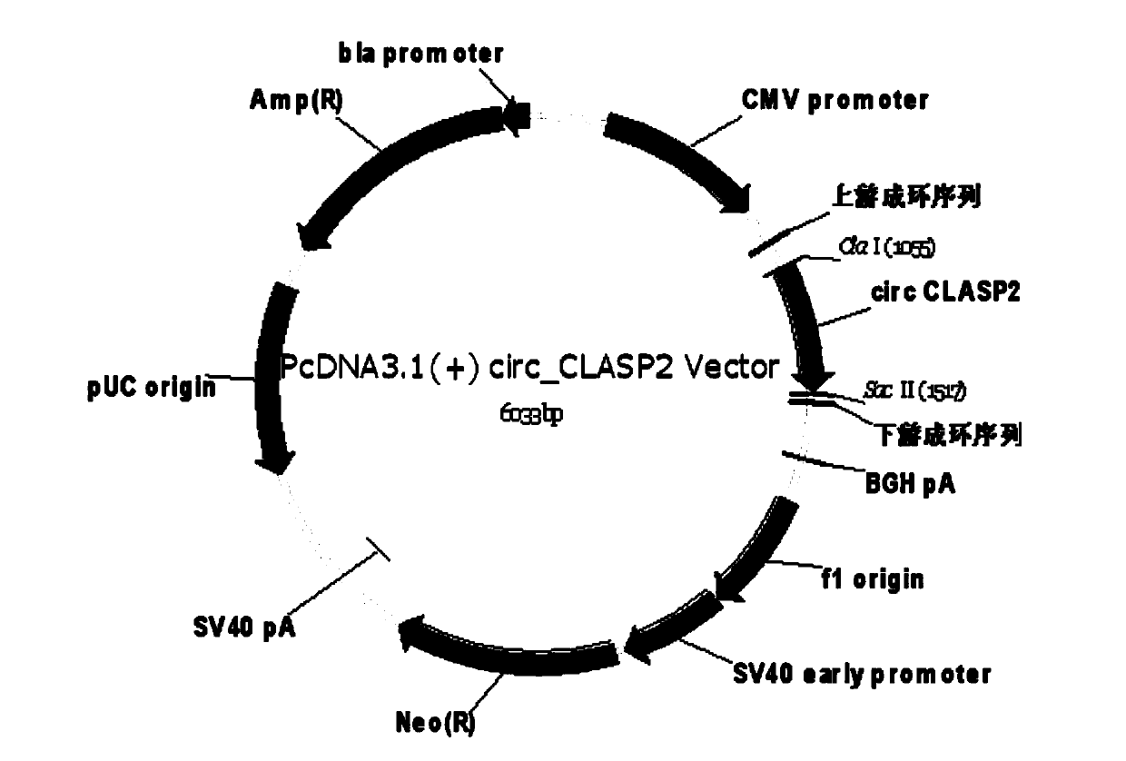 Application and preparation of reagents inhibiting circ_clasp2 in the preparation of nasopharyngeal carcinoma treatment preparations