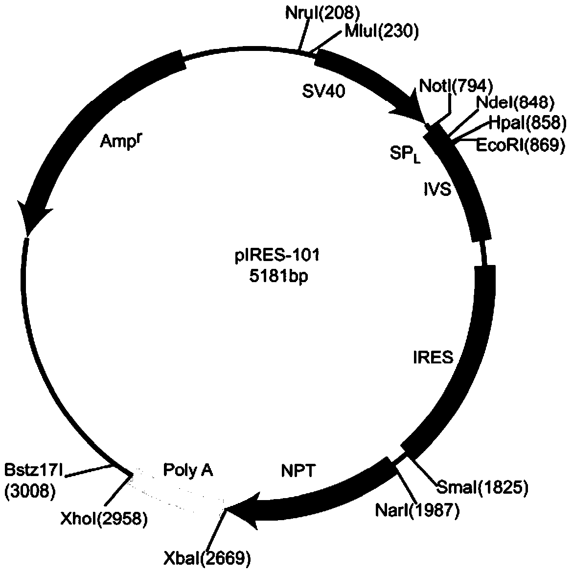 A kind of tricistronic expression vector, preparation method and application