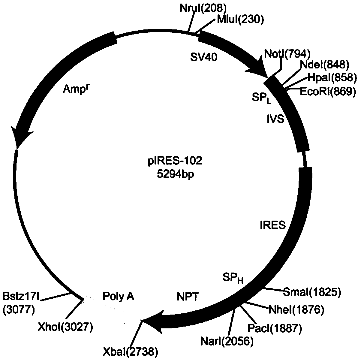 A kind of tricistronic expression vector, preparation method and application