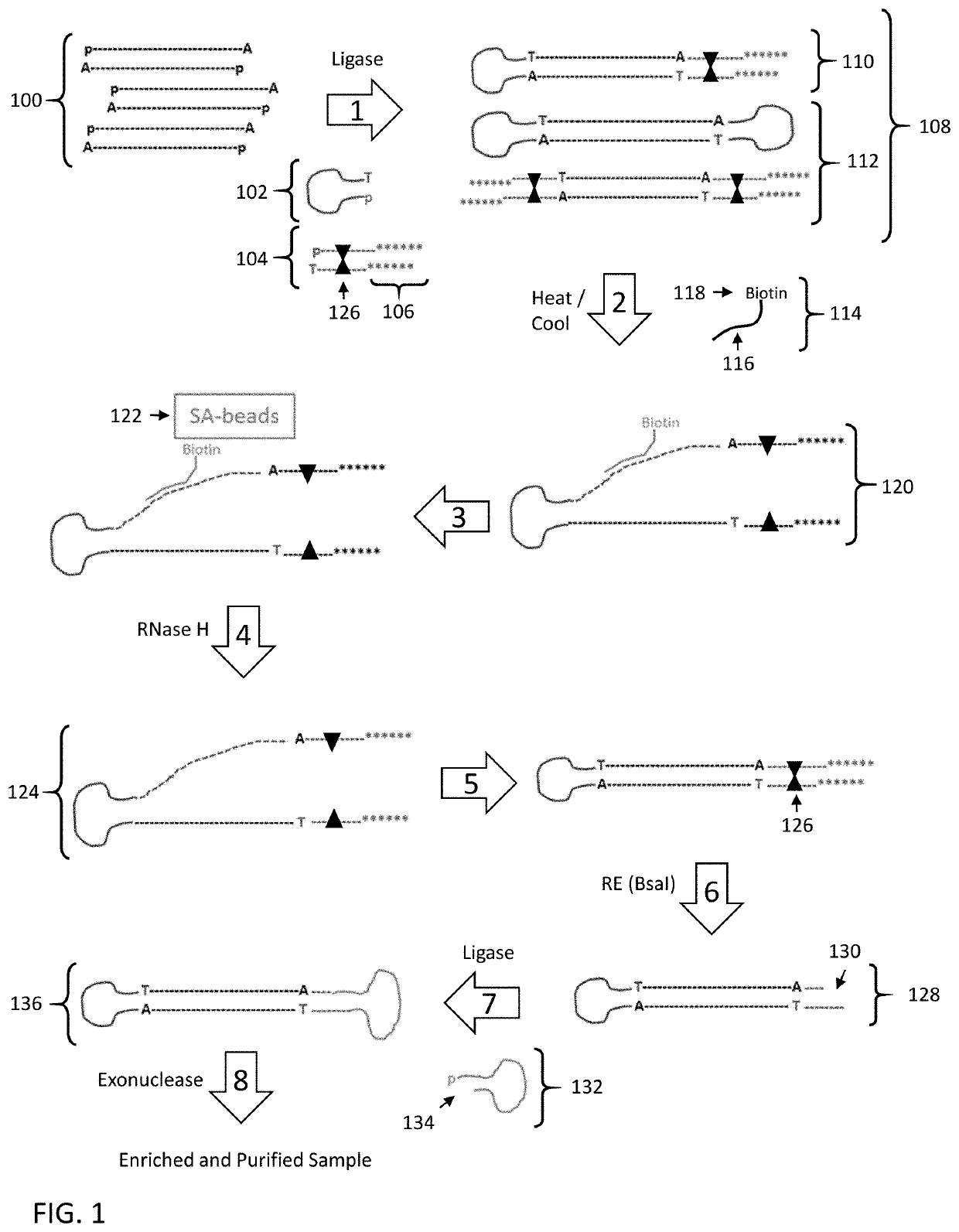 Enrichment of DNA comprising target sequence of interest