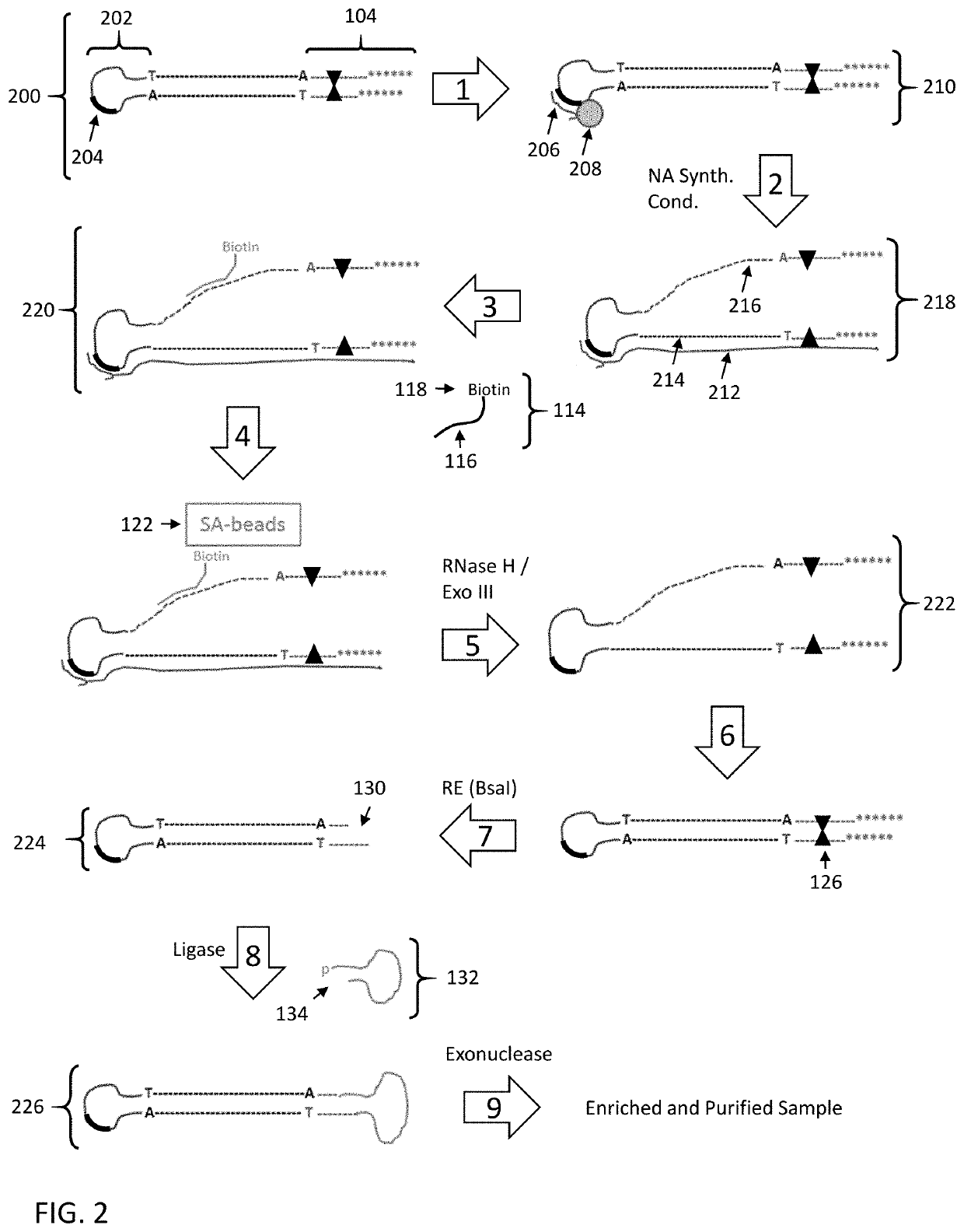 Enrichment of DNA comprising target sequence of interest