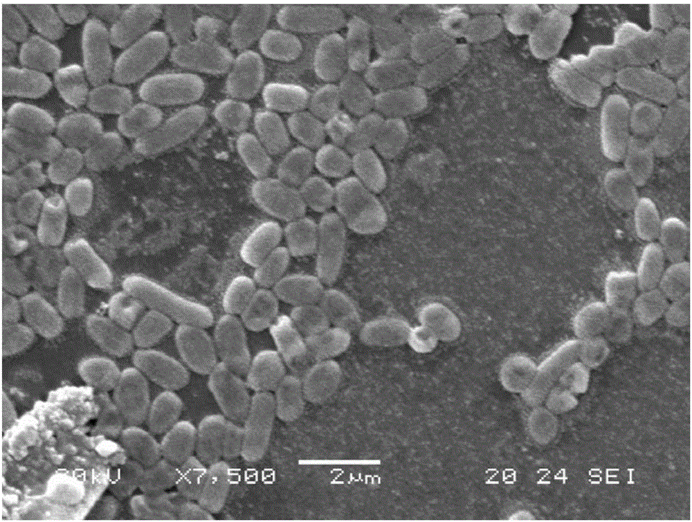 Serratia marcescens for degrading sodium lauryl sulfate and use thereof