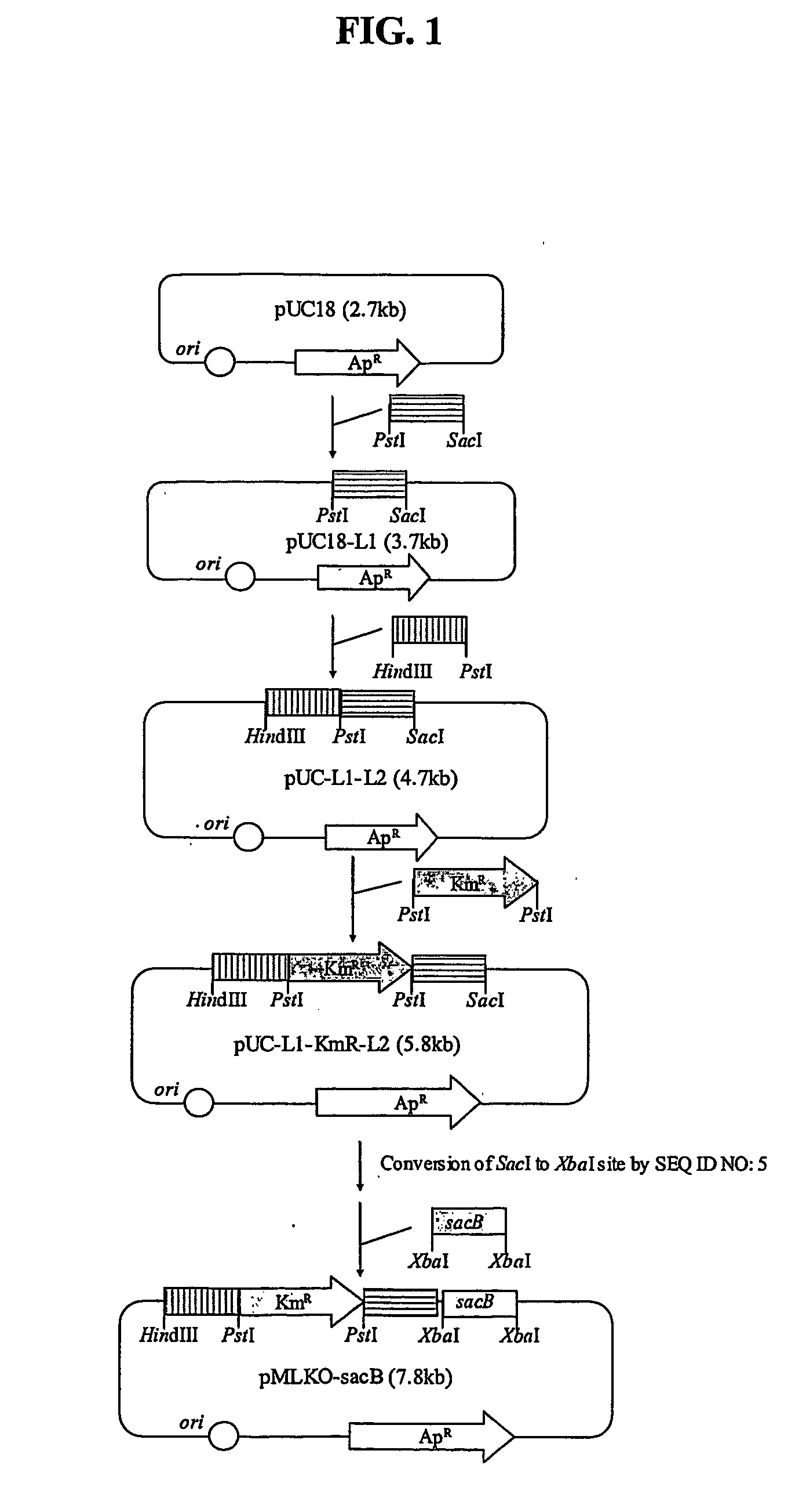 Novel rumen bacteria variants and process for preparing succinic acid employing the same