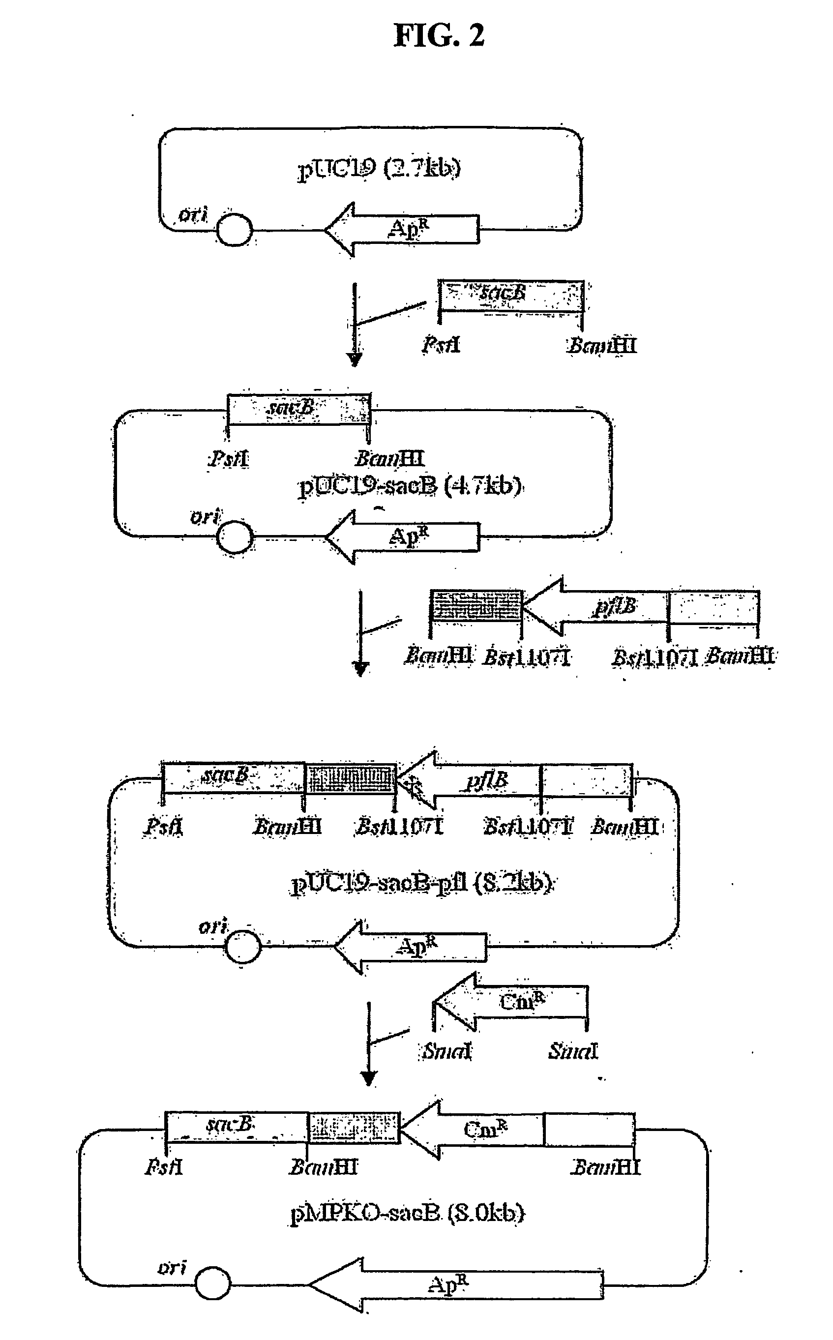 Novel rumen bacteria variants and process for preparing succinic acid employing the same