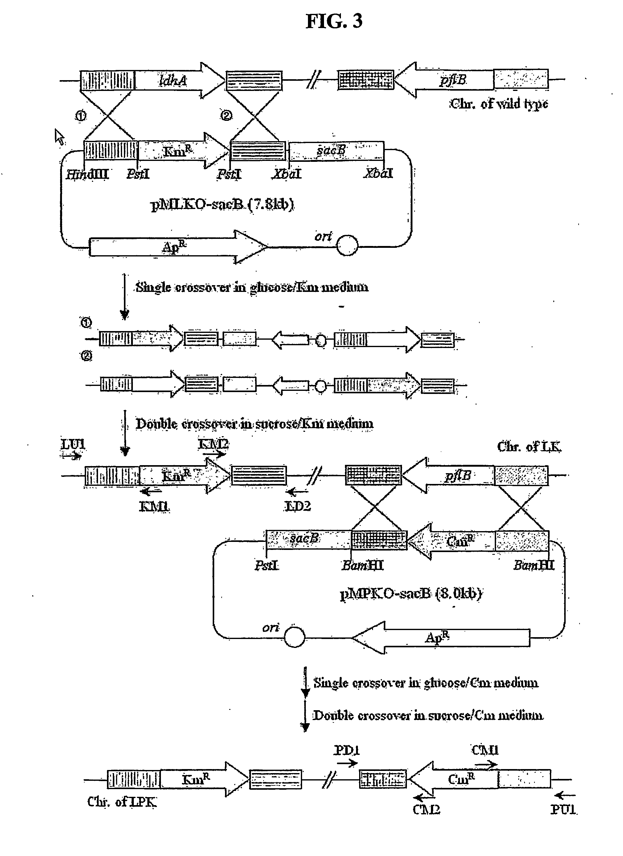 Novel rumen bacteria variants and process for preparing succinic acid employing the same