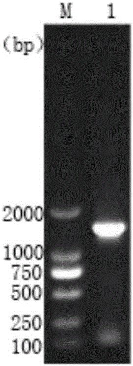 Chicken infectious bursal disease virus VP2 protein and preparation method and application thereof and kit