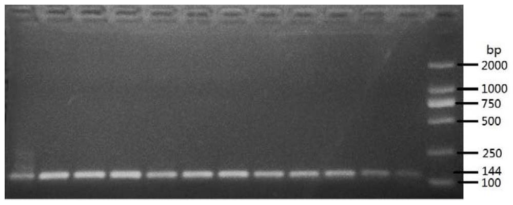 A set of primers for detection of tussah microsporidia and their application